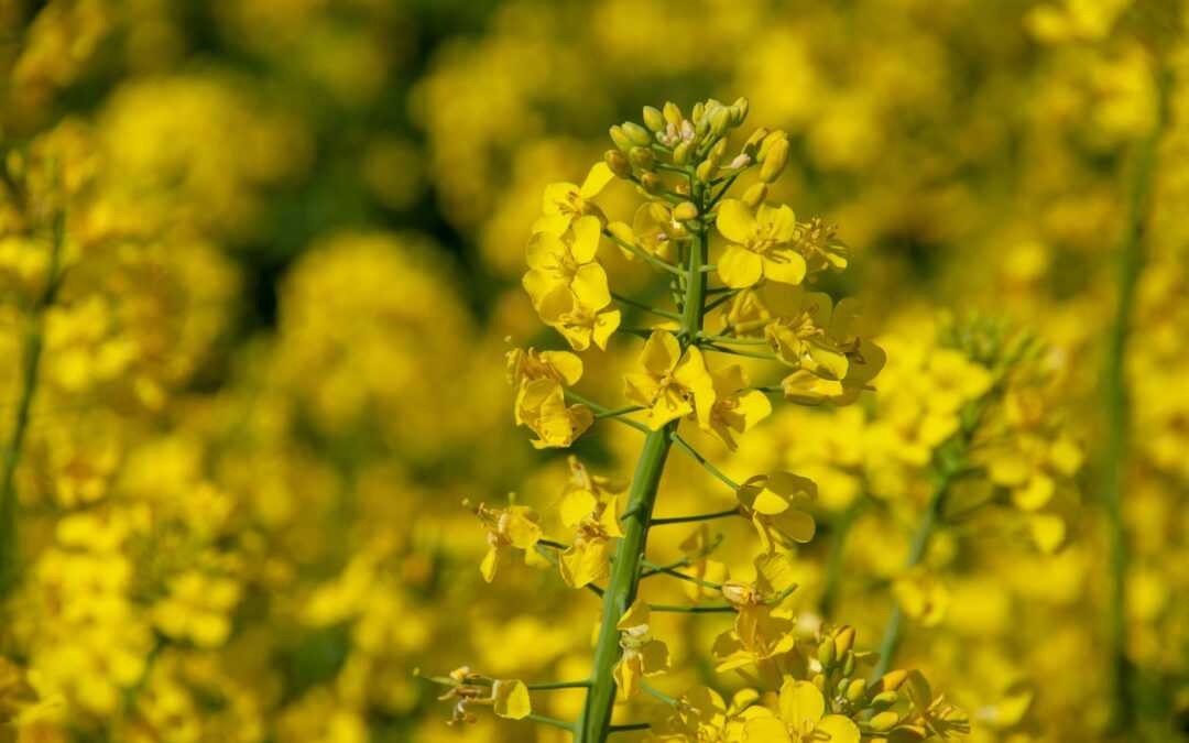 Rapeseed Oil Prices – Historical Graph [Realtime Updates]
