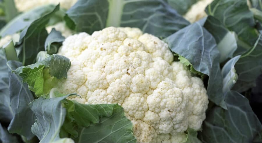 Cauliflower Prices