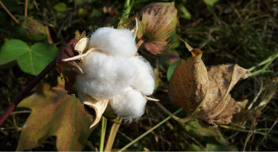 Cottonseed Prices