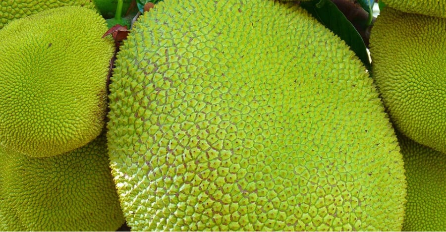 Jackfruit Prices