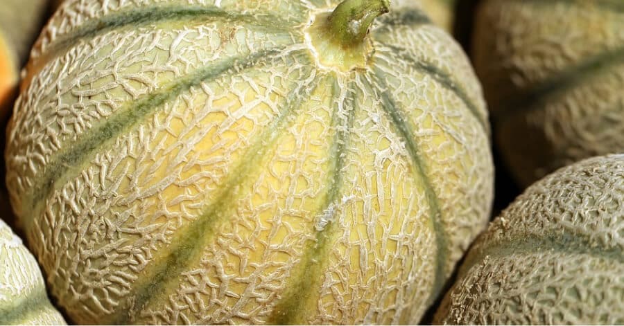 Muskmelon Prices