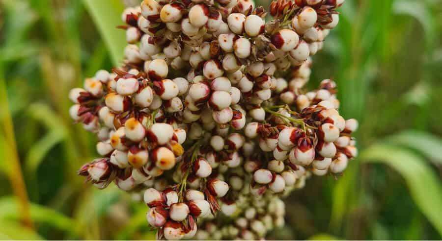 Sorghum Prices