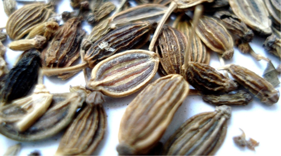 Dill Seed Prices Historical Graph [Realtime Updates]