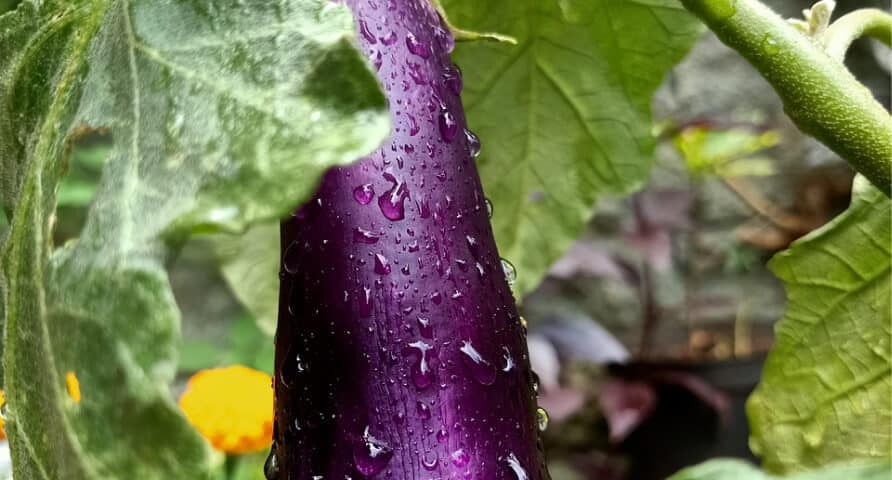 Eggplant Prices