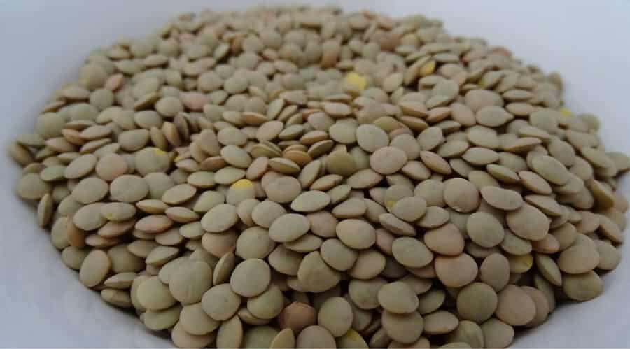 Lentil Prices