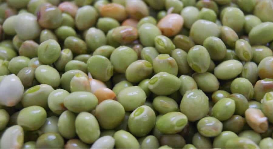 Pigeon Pea Prices