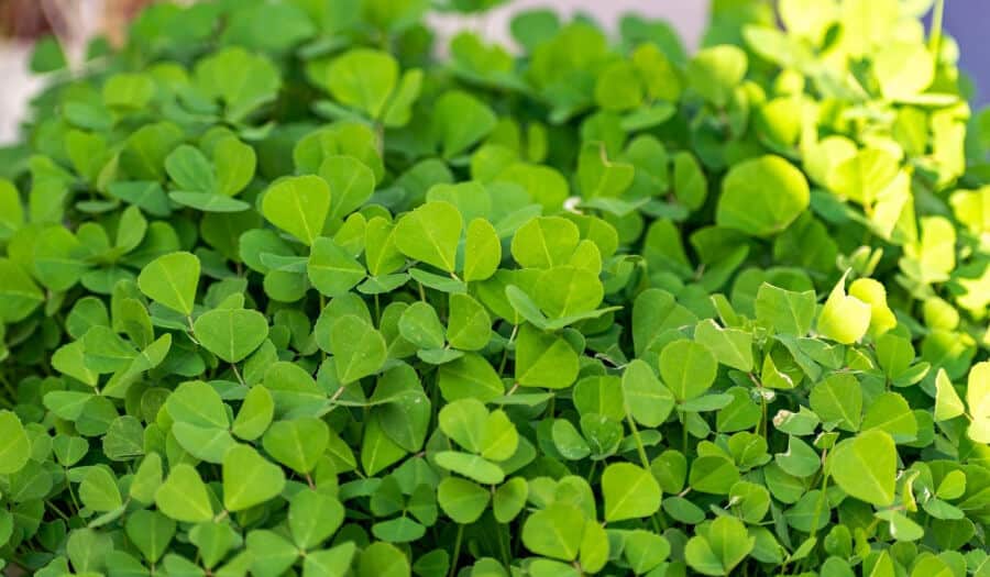 Fenugreek Seed Prices