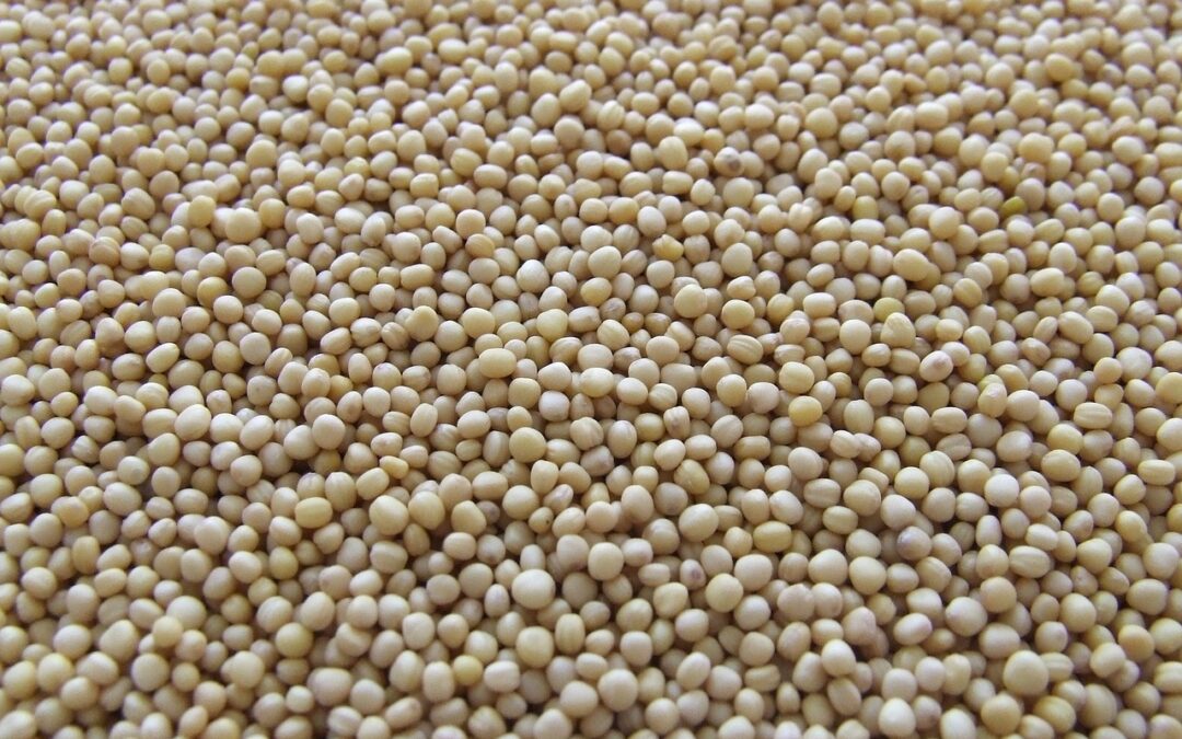 Mustard Prices – Historical Graph [Realtime Updates]