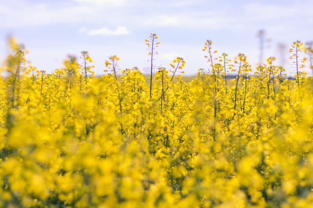 Canola Prices
