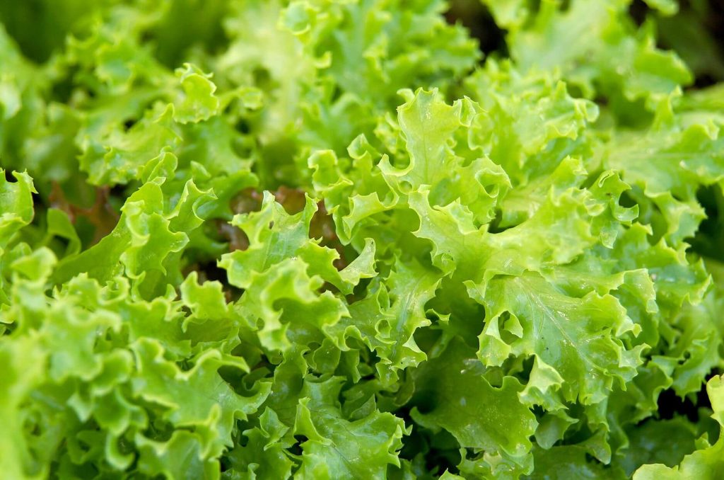 tango-oakleaf-lettuce-c6f6417e-b835c4813e1d4cbf9d11ddf09fbd2ea6
