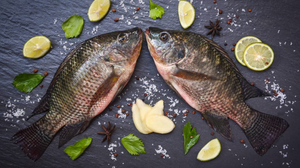 tilapia
